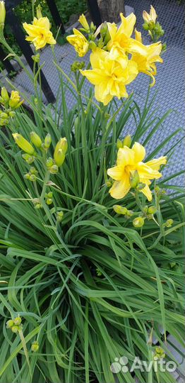 Лилейники сортовые махровые и лилия