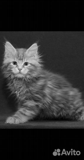 Мейн Кунята и 2 кота на вязку классики и полидакты