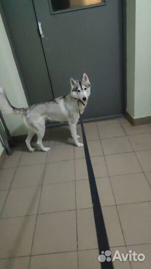 Хаски девочка ищет кобеля