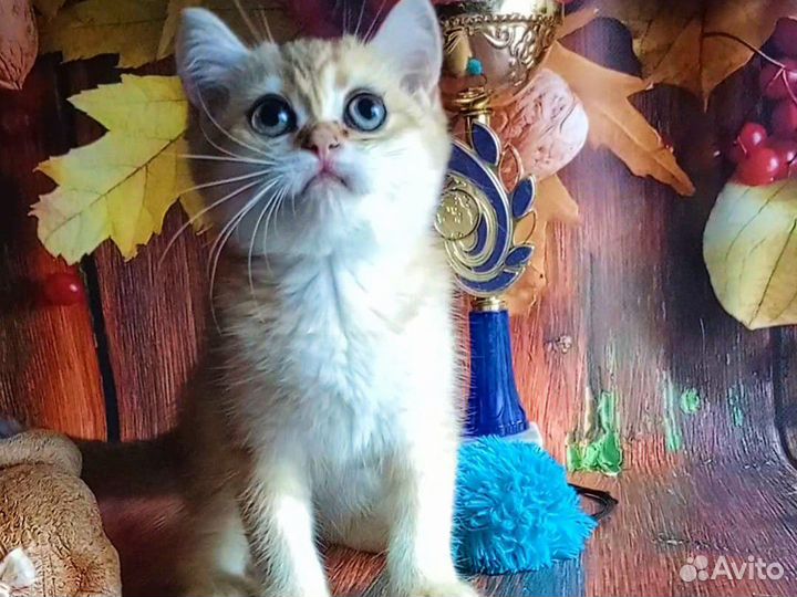Золотая шиншилла