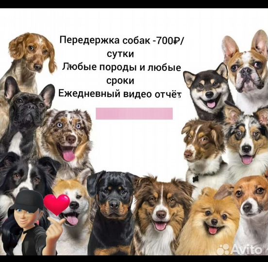 Передержка вашего любимца, догситтер