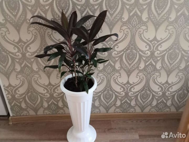 Кордилина, неомарика