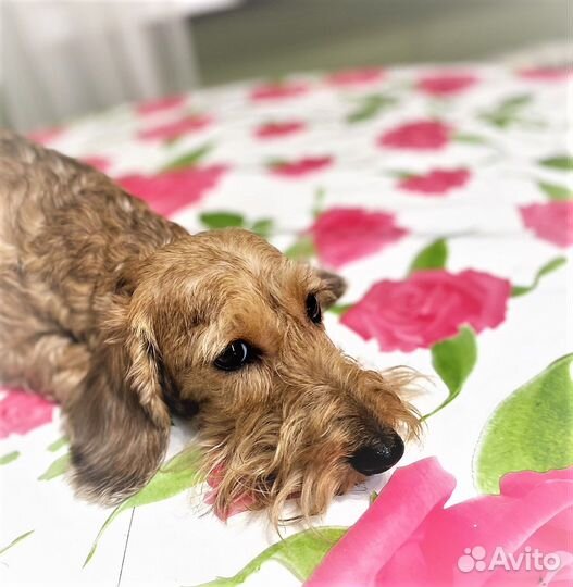 Жестики миниатюрные