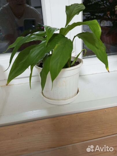 Спатифиллум