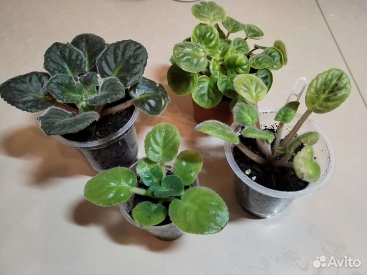 Набор фиалок