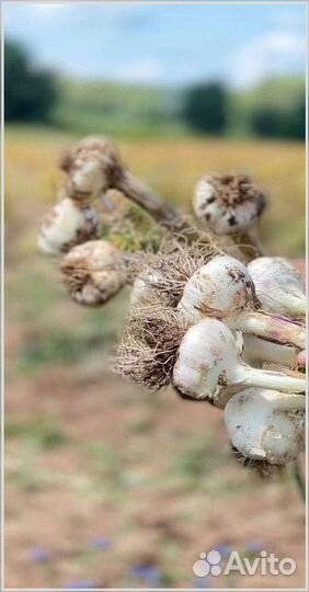 Чеснок с доставкой