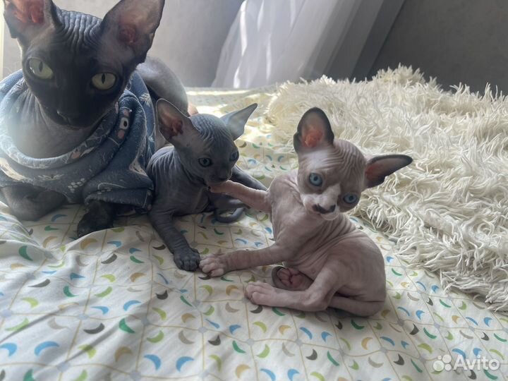 Канадский сфинкс котенок