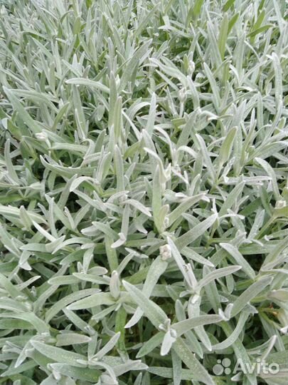 Многолетние растения для сада