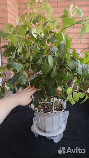 Комнатные растения цветы