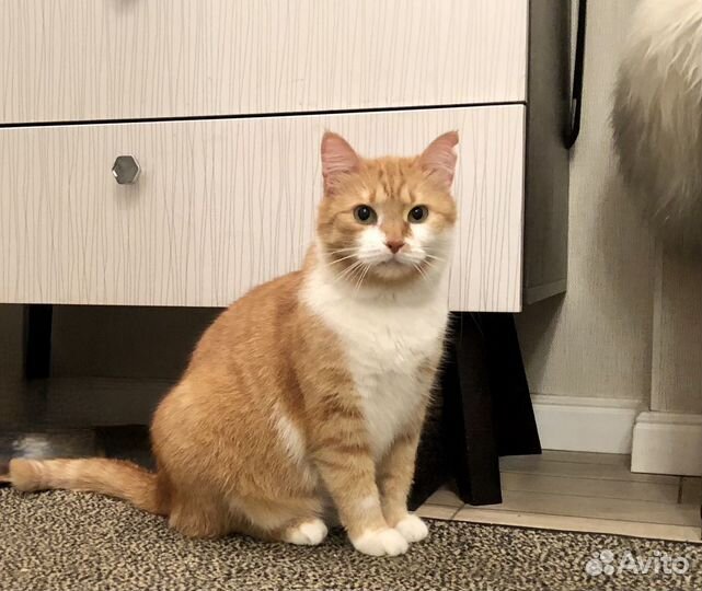 Кошка ищет дом