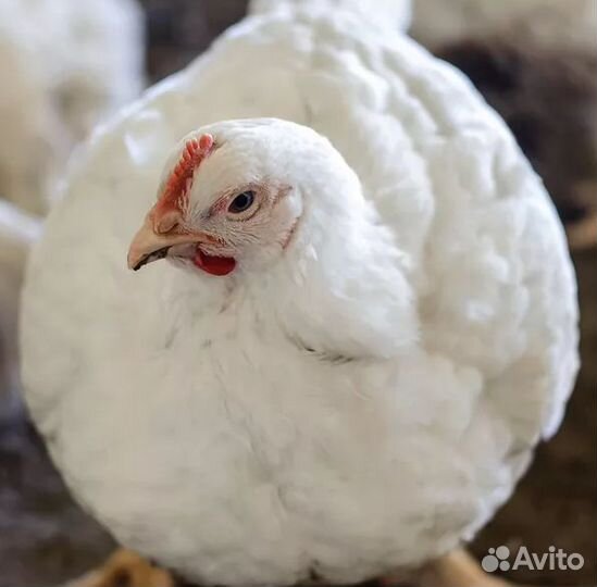 Росс308 цыплята бройлера в ст. Елизаветинская