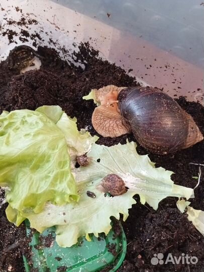 Улитки ахатины имакулята