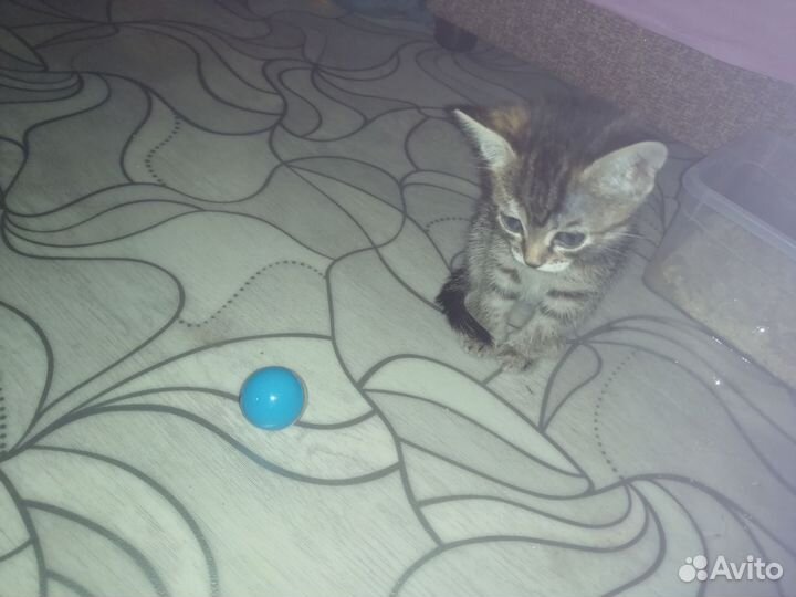 Кошечка - девочка