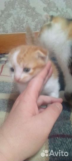 Отдам в добрые руки породистых котят. Вислоухие