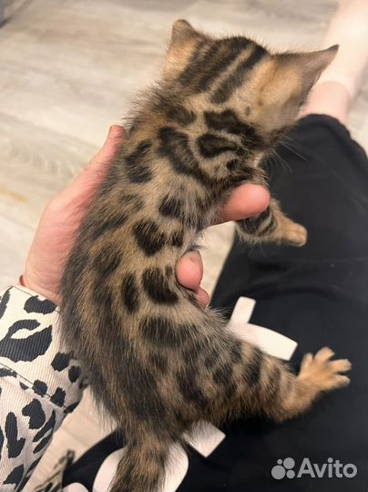 Бенгальские котята