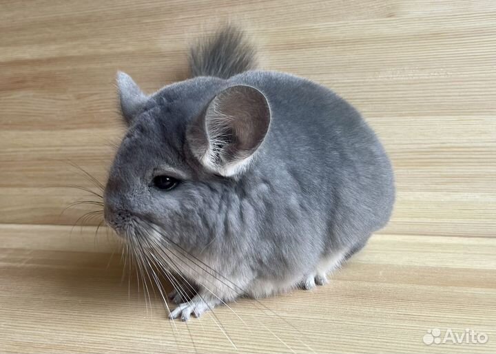 Шиншилла самка фиолетовая