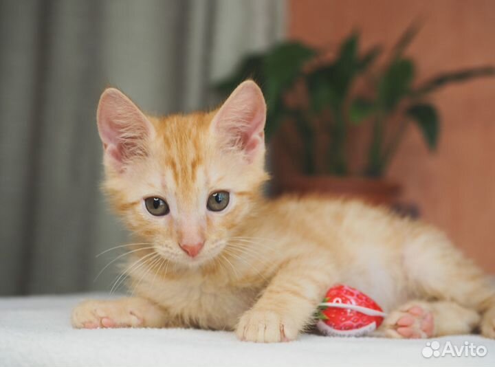 Котенок Левушка в добрые руки