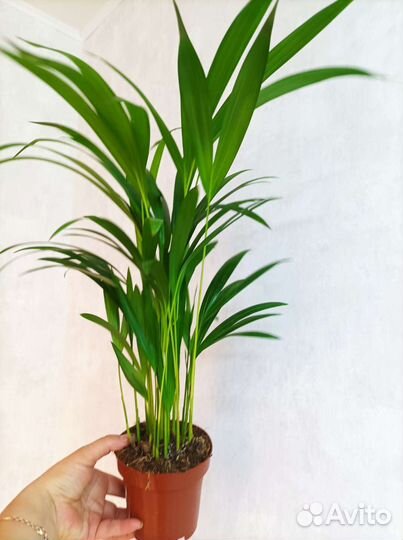 Пальма Арека, высота155- 160 см