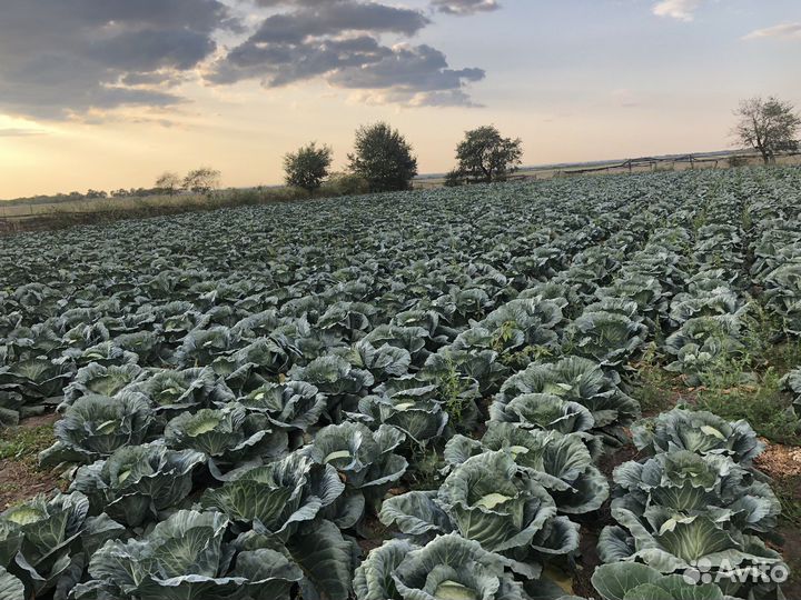 Медора капуста