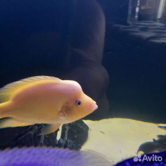 Американские цихлозомы