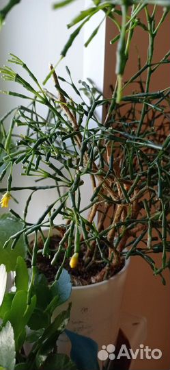 Продам цветы комнатные