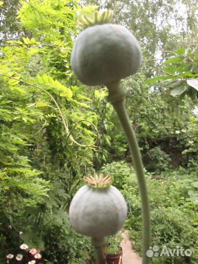 Семена мака гигантского сиреневого микс 100 шт