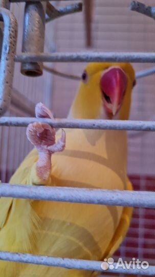 Ожереловый попугай