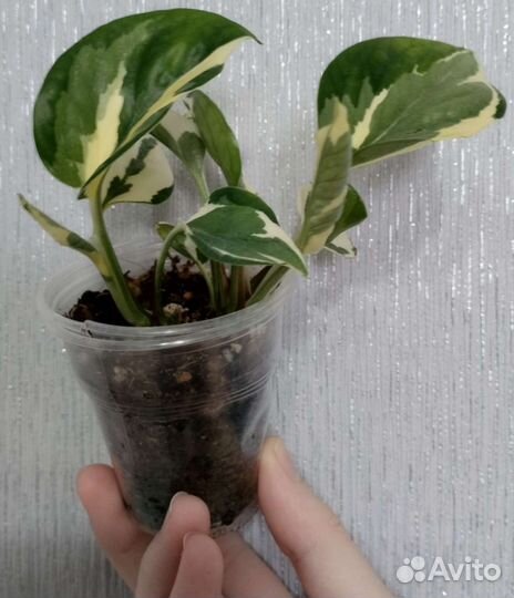 Эпипремнум. Сциндапсус Трейби Экзотика