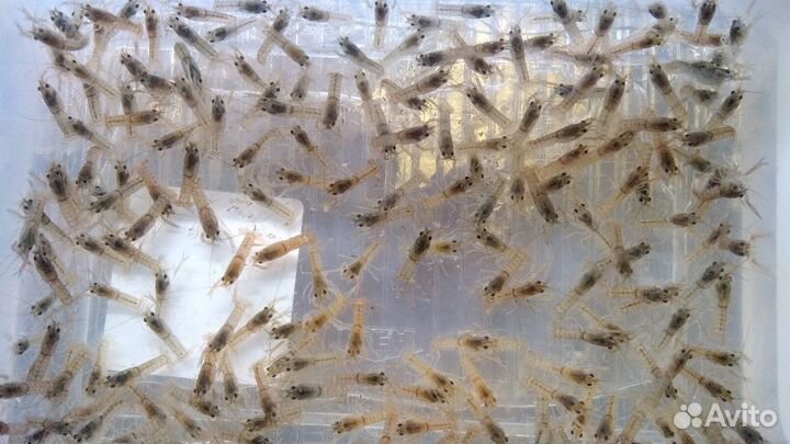 Раки Аккр(австралийцы)