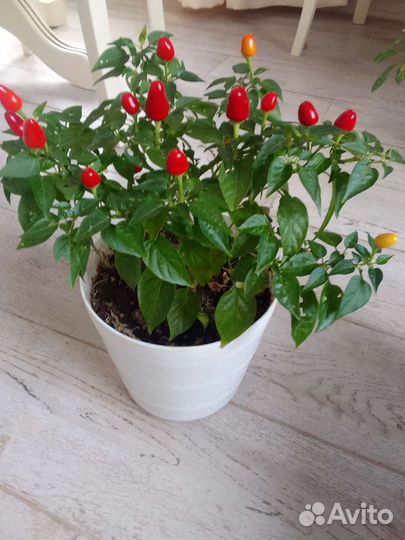 Комнатный перчик