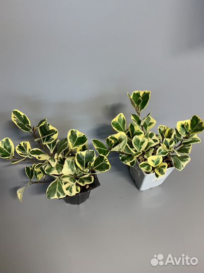 Фикус Триангулярис Вайт Марджин