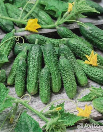 Огурец Корнишонный F1 (уд) 8 шт цв.п