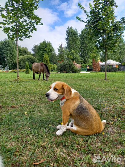 Выгул собак догситтер