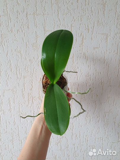 Орхидея Phal. Champion Lightning
