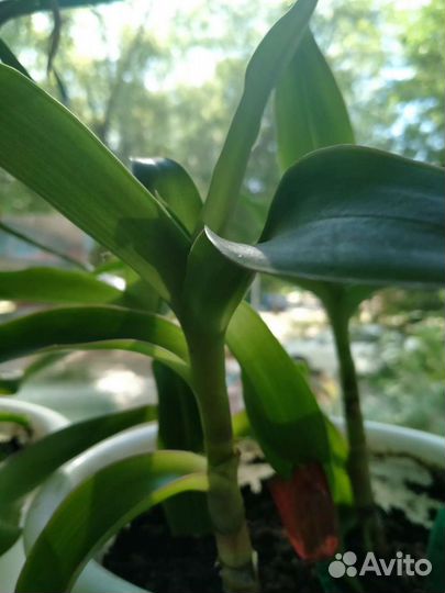 Золотой ус, алоэ, декабрист розовый