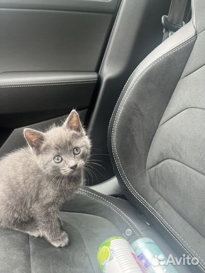 Котенок