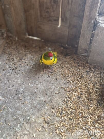 Попугай какарик