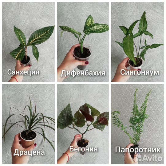 Комнатные растения
