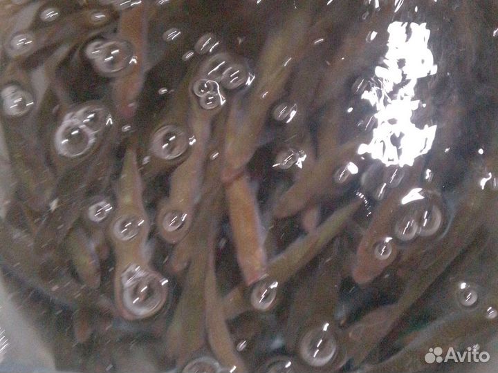 Живец для рыбалки