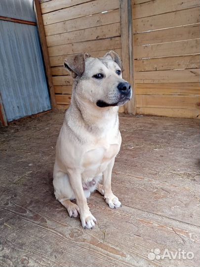 Собака в добрые руки