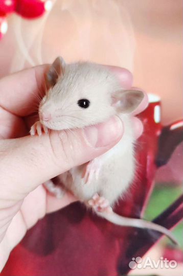 Крысятки дамбо клетки