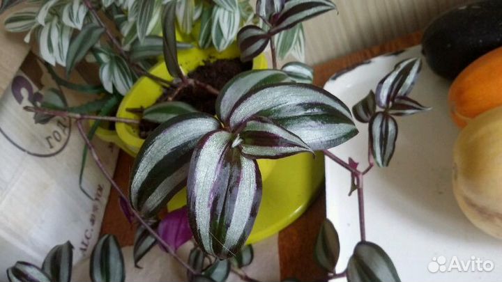 Драгоценная орхидея, сансевиерия, редкие традескан