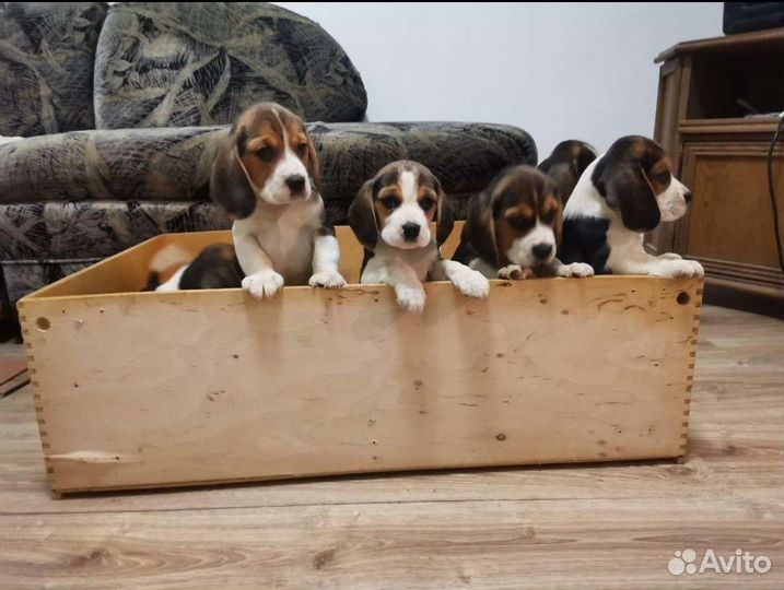 Бигль Щенки