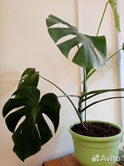 Комнатные растения цветы большие