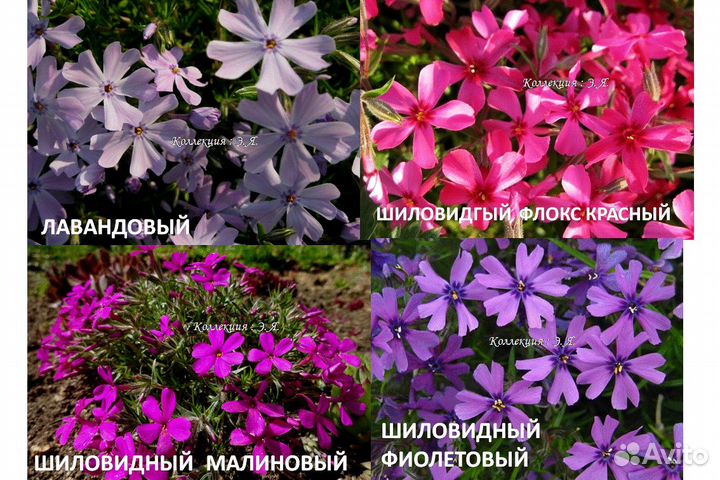 Почвопокровные Многолетники Хосты (Часть 1) Почтой