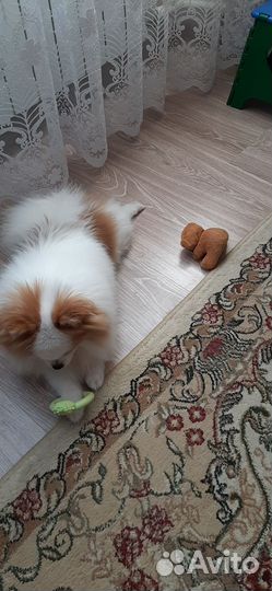 Померанский шпиц мини