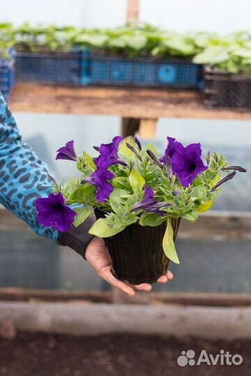 Петунья, Бархатцы