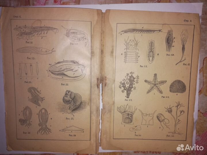 Учебник по Зоологии 1905 г