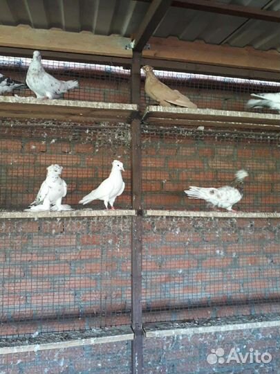 Продам (обменяю) голубей