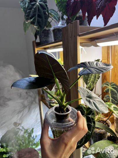 Алоказия небула